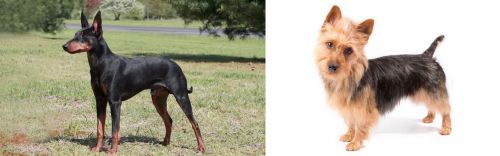 Manchester Terrier vs Australian Terrier - Breed Comparison