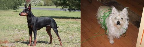 Manchester Terrier vs Cairland Terrier - Breed Comparison