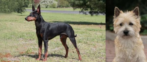 Manchester Terrier vs Cairn Terrier - Breed Comparison