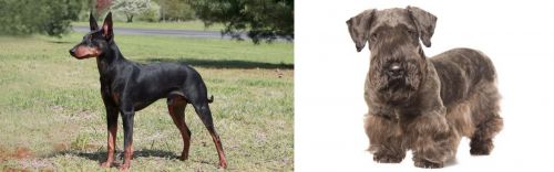 Manchester Terrier vs Cesky Terrier - Breed Comparison