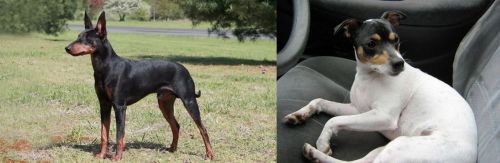 Manchester Terrier vs Chilean Fox Terrier - Breed Comparison