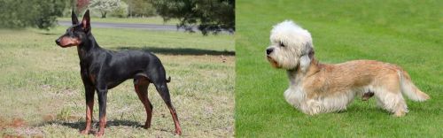 Manchester Terrier vs Dandie Dinmont Terrier - Breed Comparison