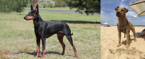Manchester Terrier vs Fell Terrier - Breed Comparison