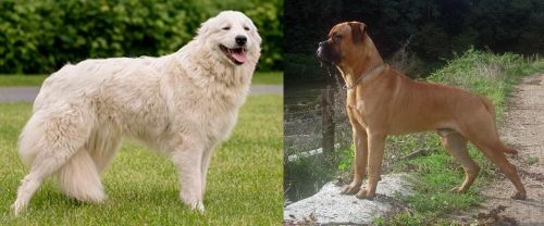 Maremma Sheepdog vs Bullmastiff - Breed Comparison