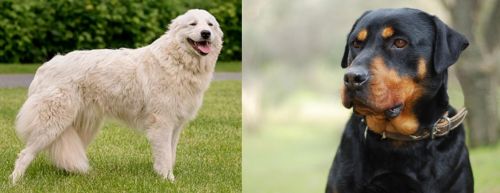 Maremma Sheepdog vs Rottweiler - Breed Comparison