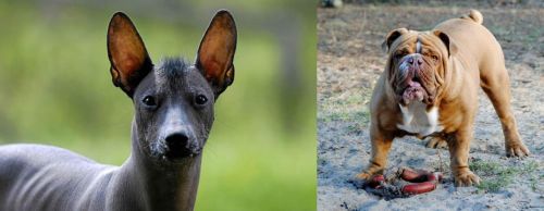 Mexican Hairless vs Australian Bulldog - Breed Comparison