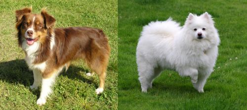 Miniature Australian Shepherd vs American Eskimo Dog - Breed Comparison