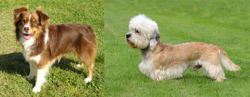 Miniature Australian Shepherd vs Dandie Dinmont Terrier