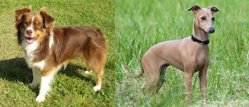 Miniature Australian Shepherd vs Italian Greyhound