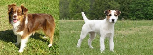 Miniature Australian Shepherd vs Jack Russell Terrier - Breed Comparison