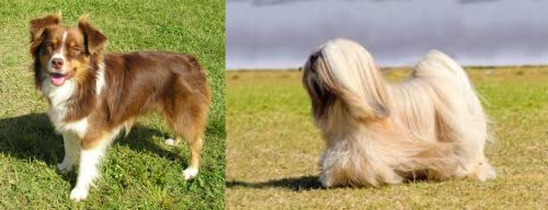 Miniature Australian Shepherd vs Lhasa Apso - Breed Comparison
