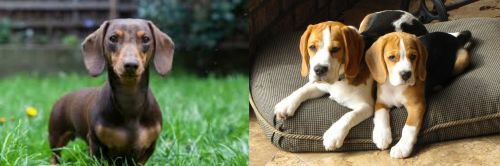 Miniature Dachshund vs Beagle