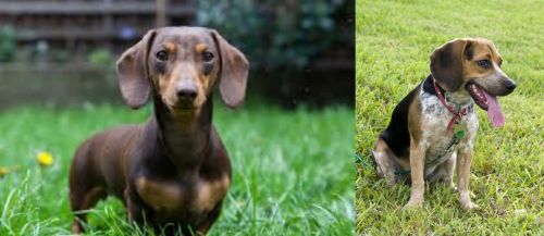 Miniature Dachshund vs Bluetick Beagle - Breed Comparison