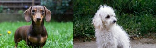 Miniature Dachshund vs Bolognese - Breed Comparison