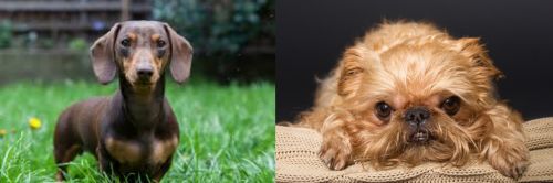 Miniature Dachshund vs Brug - Breed Comparison