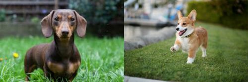 Miniature Dachshund vs Corgi - Breed Comparison