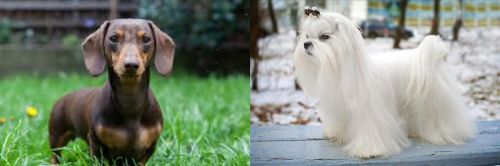 Miniature Dachshund vs Maltese - Breed Comparison