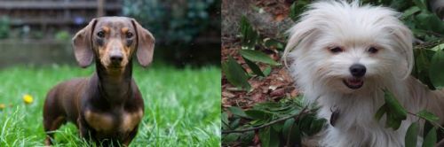 Miniature Dachshund vs Malti-Pom - Breed Comparison