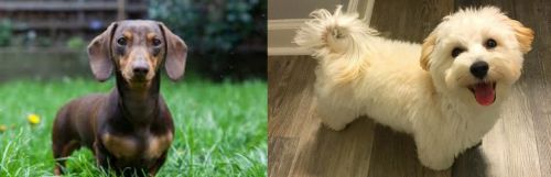 Miniature Dachshund vs Maltipoo - Breed Comparison