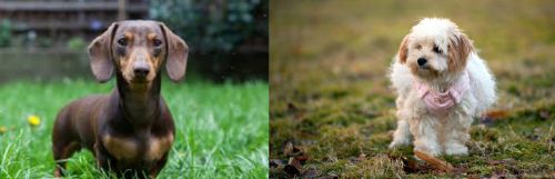 Miniature Dachshund vs West Highland White Terrier - Breed Comparison