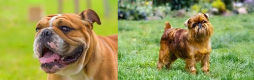 Miniature English Bulldog vs Belgian Griffon - Breed Comparison