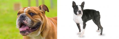 Miniature English Bulldog vs Boston Terrier