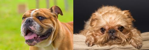 Miniature English Bulldog vs Brug - Breed Comparison