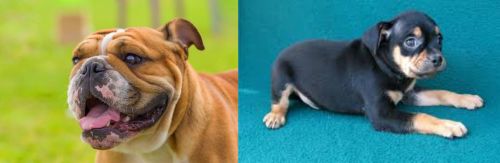 Miniature English Bulldog vs Carlin Pinscher - Breed Comparison