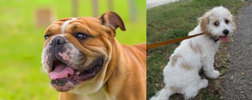 Miniature English Bulldog vs Cavachon - Breed Comparison