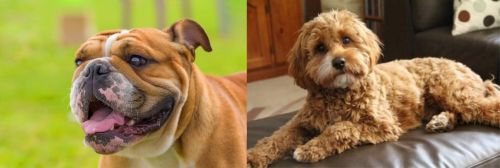 Miniature English Bulldog vs Cavapoo - Breed Comparison
