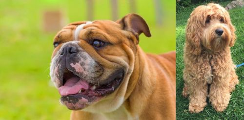 Miniature English Bulldog vs Cockapoo - Breed Comparison