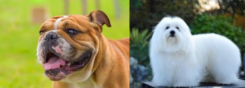 Miniature English Bulldog vs Coton De Tulear
