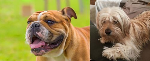 Miniature English Bulldog vs Cyprus Poodle - Breed Comparison