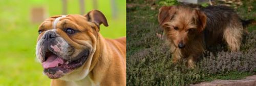 Miniature English Bulldog vs Dorkie - Breed Comparison