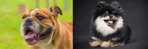 Miniature English Bulldog vs German Spitz (Klein) - Breed Comparison