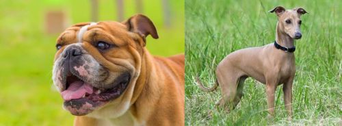 Miniature English Bulldog vs Italian Greyhound - Breed Comparison