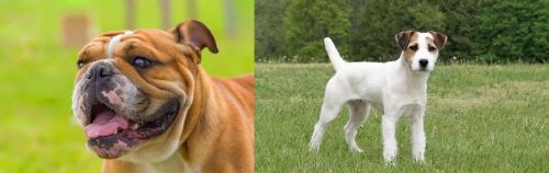 Miniature English Bulldog vs Jack Russell Terrier