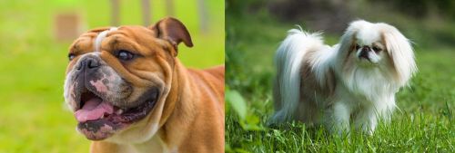 Miniature English Bulldog vs Japanese Chin - Breed Comparison