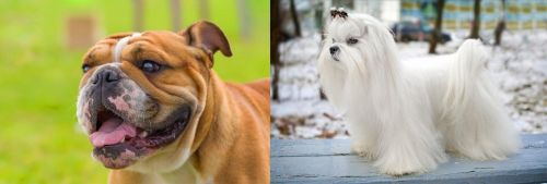 Miniature English Bulldog vs Maltese - Breed Comparison
