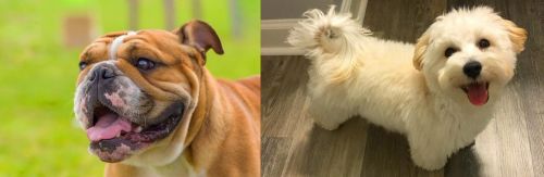 Miniature English Bulldog vs Maltipoo - Breed Comparison