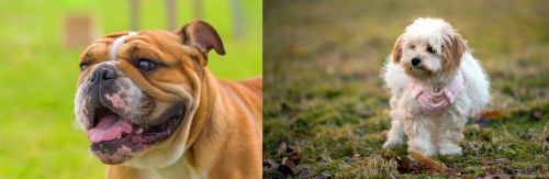 Miniature English Bulldog vs West Highland White Terrier