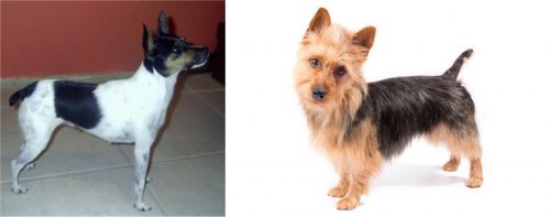 Miniature Fox Terrier vs Australian Terrier - Breed Comparison