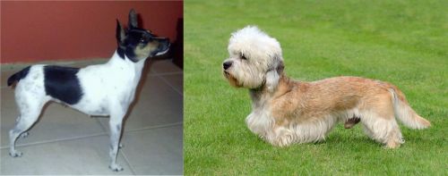 Miniature Fox Terrier vs Dandie Dinmont Terrier - Breed Comparison