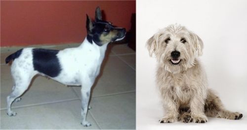 Miniature Fox Terrier vs Glen of Imaal Terrier - Breed Comparison