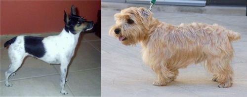 Miniature Fox Terrier vs Lucas Terrier - Breed Comparison