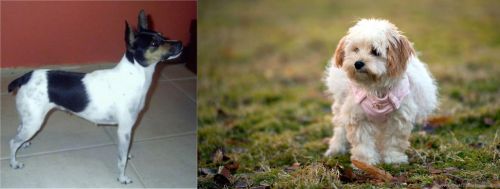 Miniature Fox Terrier vs West Highland White Terrier - Breed Comparison
