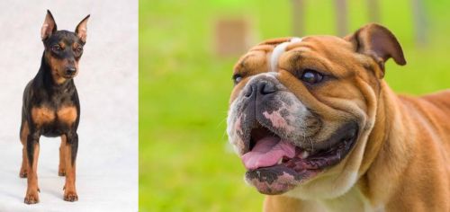 Miniature Pinscher vs Miniature English Bulldog - Breed Comparison