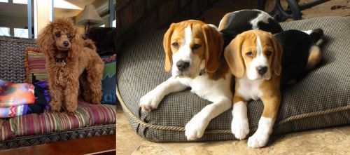 Miniature Poodle vs Beagle - Breed Comparison