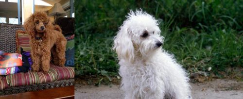 Miniature Poodle vs Bolognese - Breed Comparison