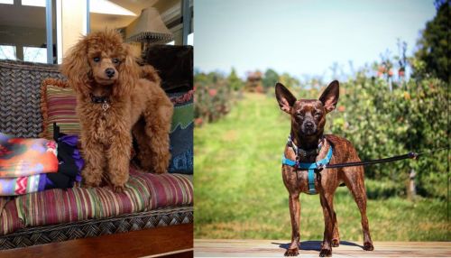 Miniature Poodle vs Bospin - Breed Comparison